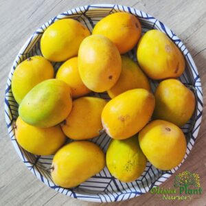 Sadabahar Mango Plant