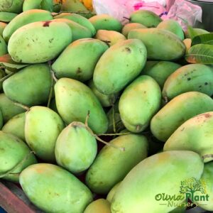 Katimon Mango Plant Buy Online