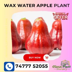 Wax Water Apple Plant Buy Online