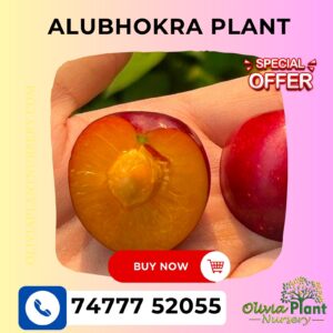 Alubhokra Plant