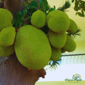 All Time Jackfruit Plant Online