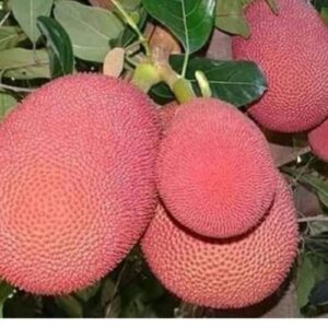 Pink Jackfruit Plant Buy Online